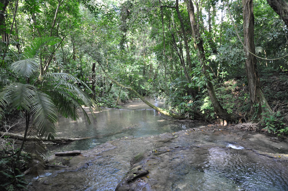 The jungle in Palenque, Chiapas
