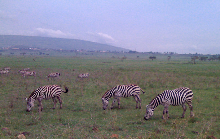 Zebras, spotted while approaching the Maasai Mara Reserve