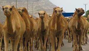 Camels on the street near Salalah, Oman