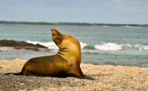 Sea lion yoga