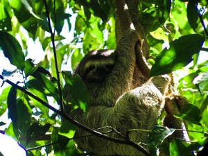 Fluffy Costa Rican sloth