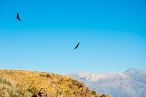 Cruz del Condor, Colca Valley, Peru