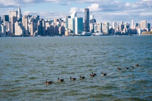 Ducks swimming with New York City's skyline as background