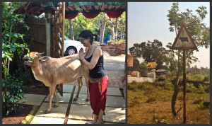 Why are cows holy in India?