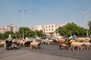Cattle traffic jam in New Delhi, India