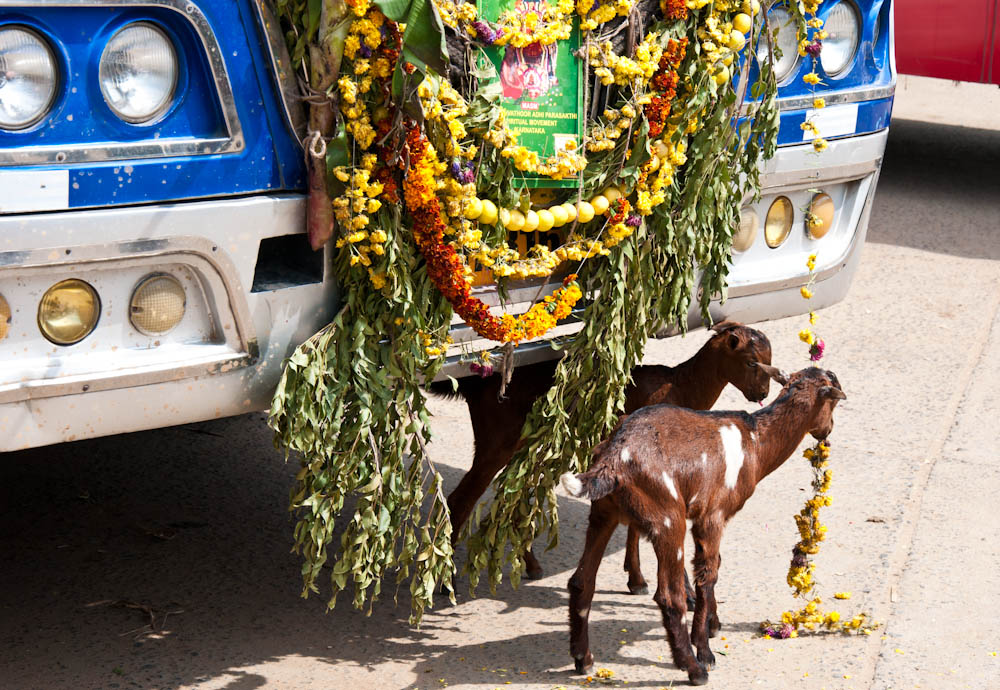 some goats are feasting on decorations that protect this bus from negative spirits