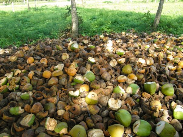 Disposed coconuts in India