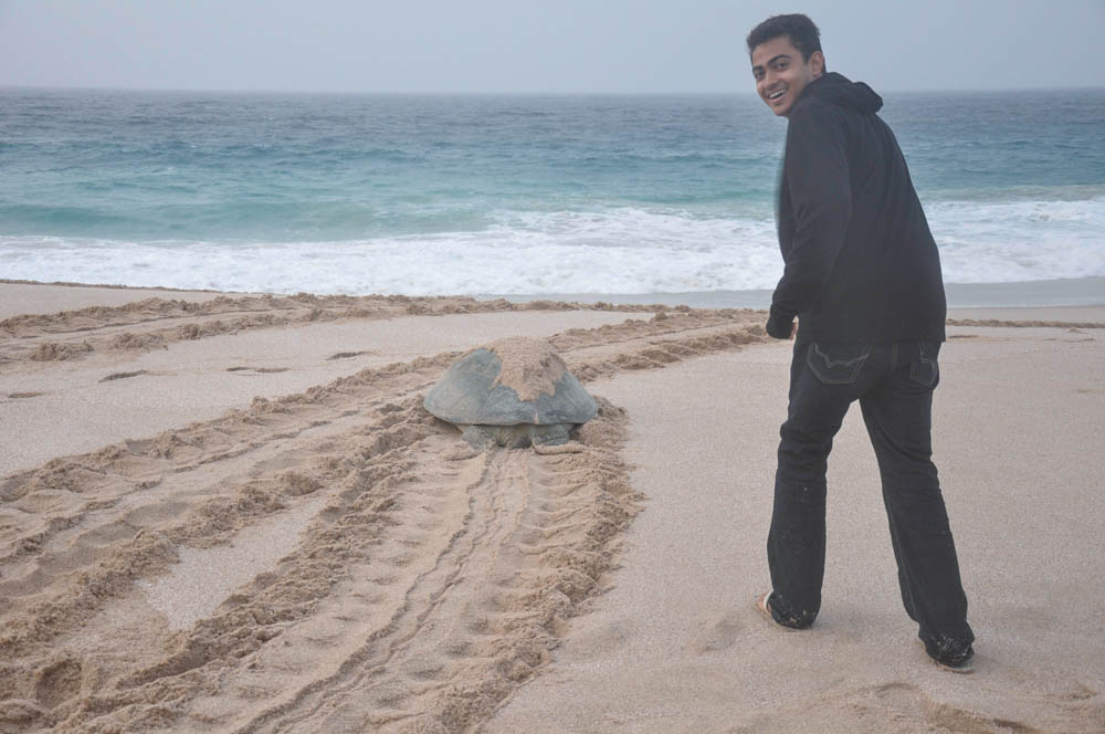 After nesting, turtles return to the sea