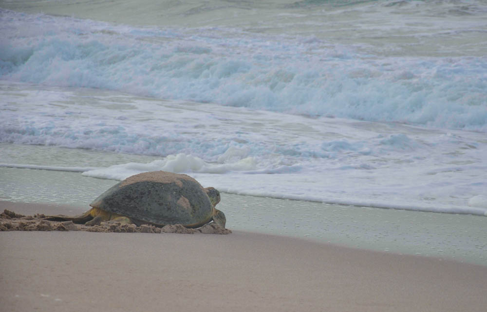 Sea turtle in Oman