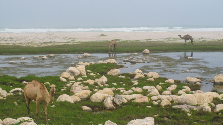 Camels in Salalah have it good!