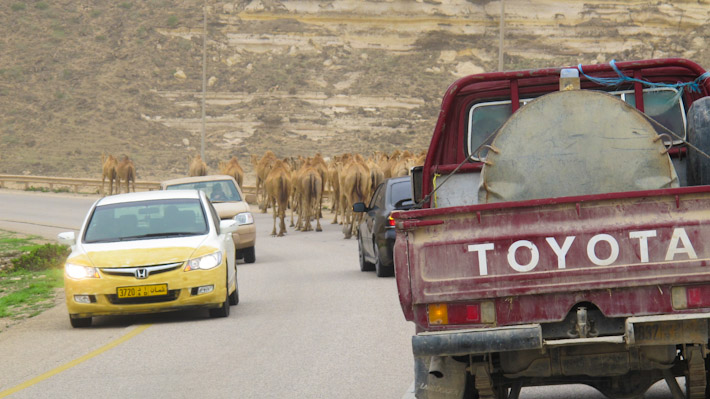 Traffic jam, Omani-style!
