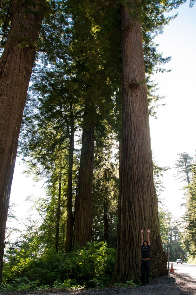 Ashray comparing sizes at Avenue of Giants