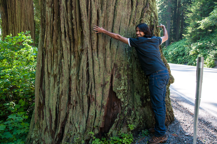 Tree hugging in California