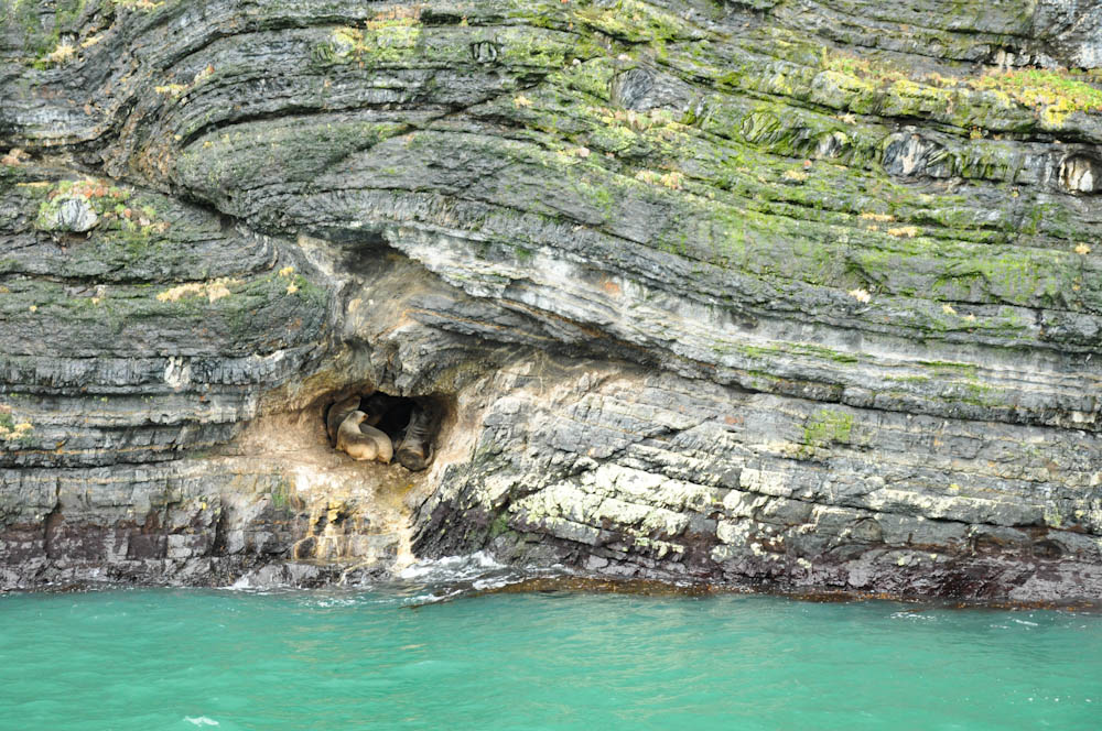 Sea lions in Ultima Esperanza fjord