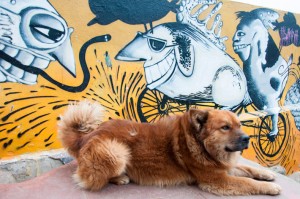 Dogs and art in Valparaiso