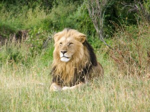 A lion in the masai mara