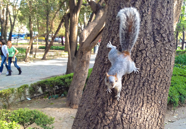 Squirrels are EVERYWHERE in Chapultepec Park!