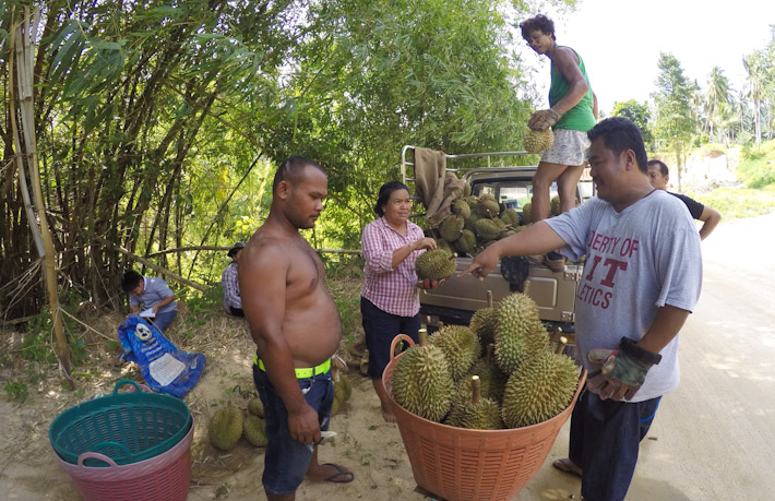 Durian farmers in the island of Koh Samui