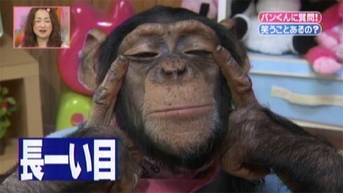 According to a Taiwanese girl, Korean look like this Chimp!
