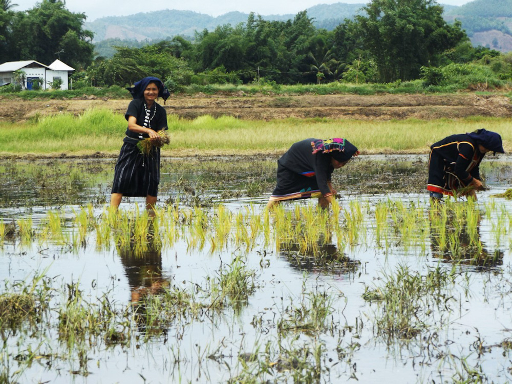 Women working in a rice field at Tai Dam Village - Thailand Loei Province