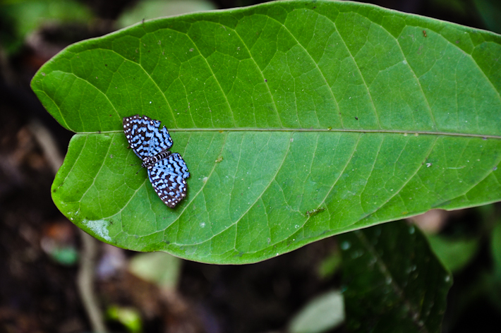 Amazonian Butterfly