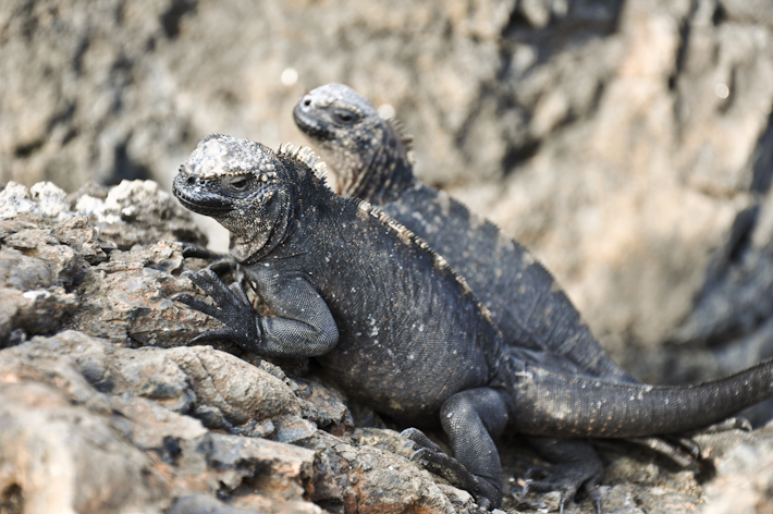 Iguanas on the Galapagos