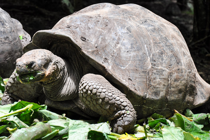 Giant tortoise at the Galapagos Islands