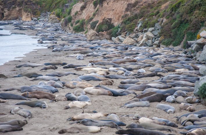 Seals in Big Sur, California