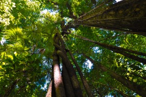 Trees in Corcovado National Park, Costa Rica