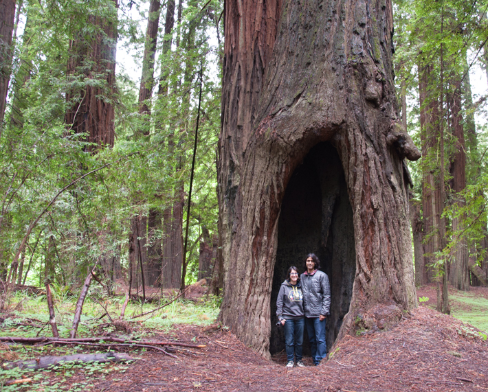 Massive redwood