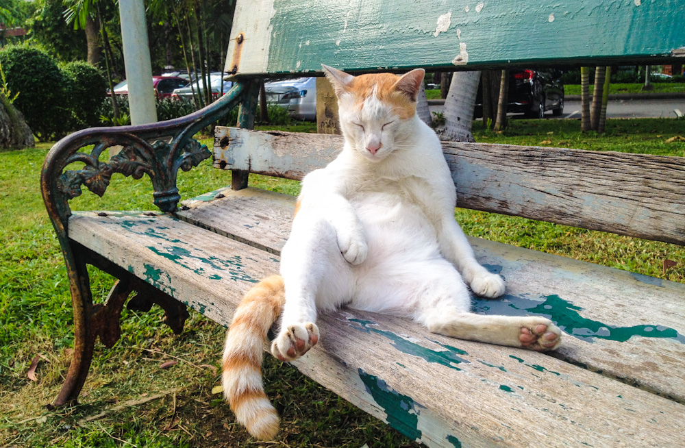 "Jack, draw me like one of your French girls!", the cat said...