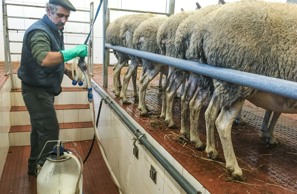 Milking sheep for cheese making